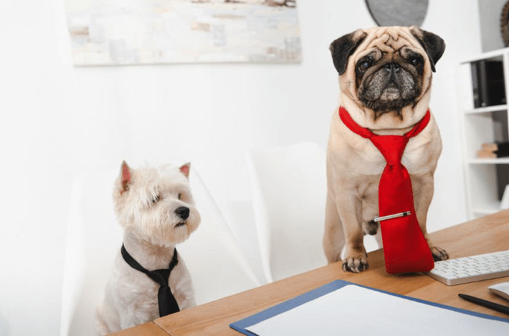 Potential Drawbacks of Using Acupuncture for Dogs