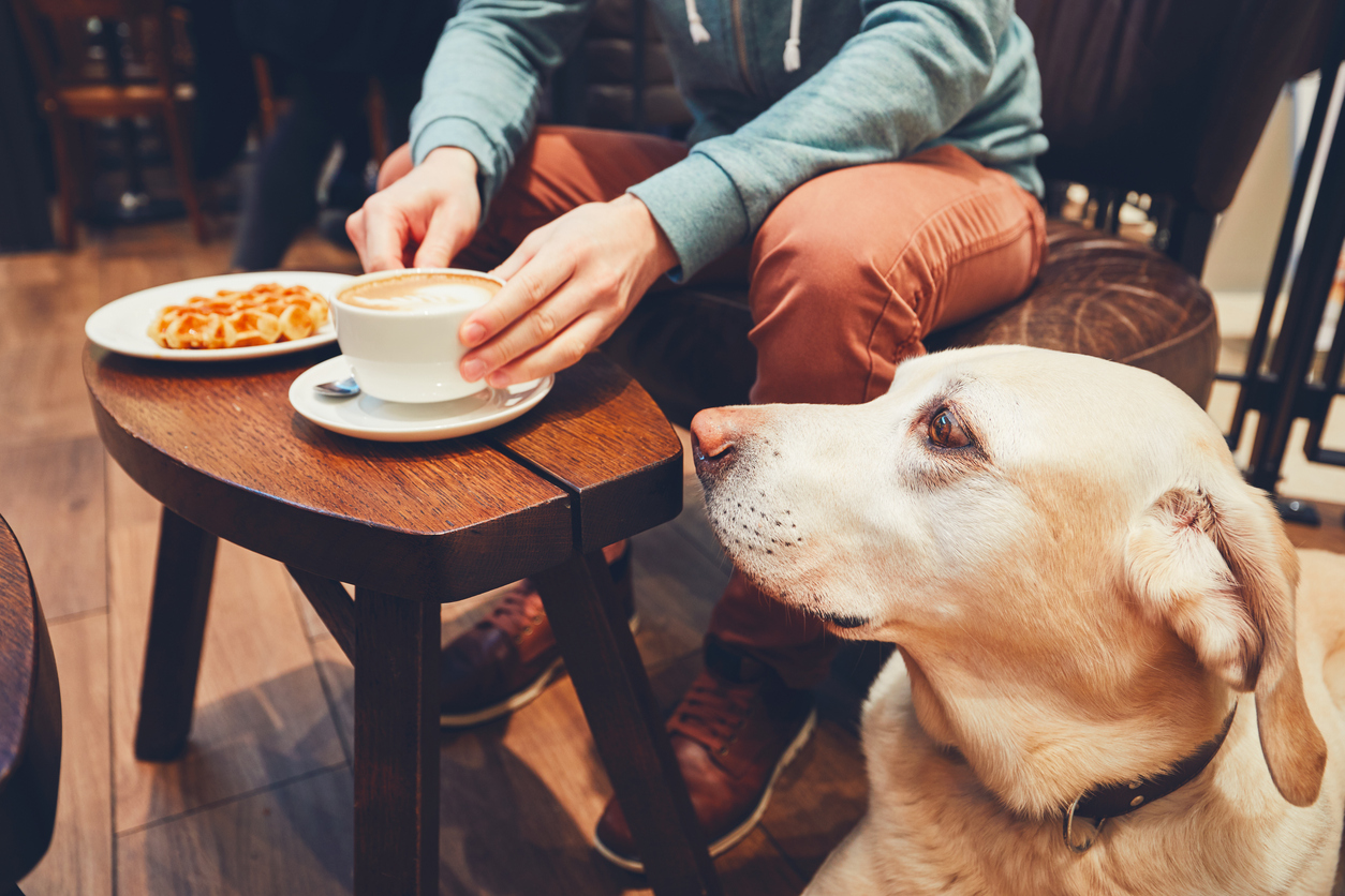 Curious dog in the café