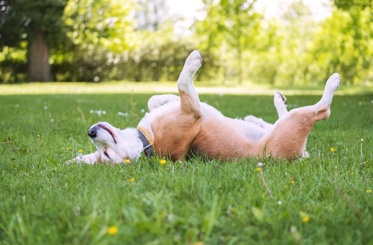 a dog lying on the grass