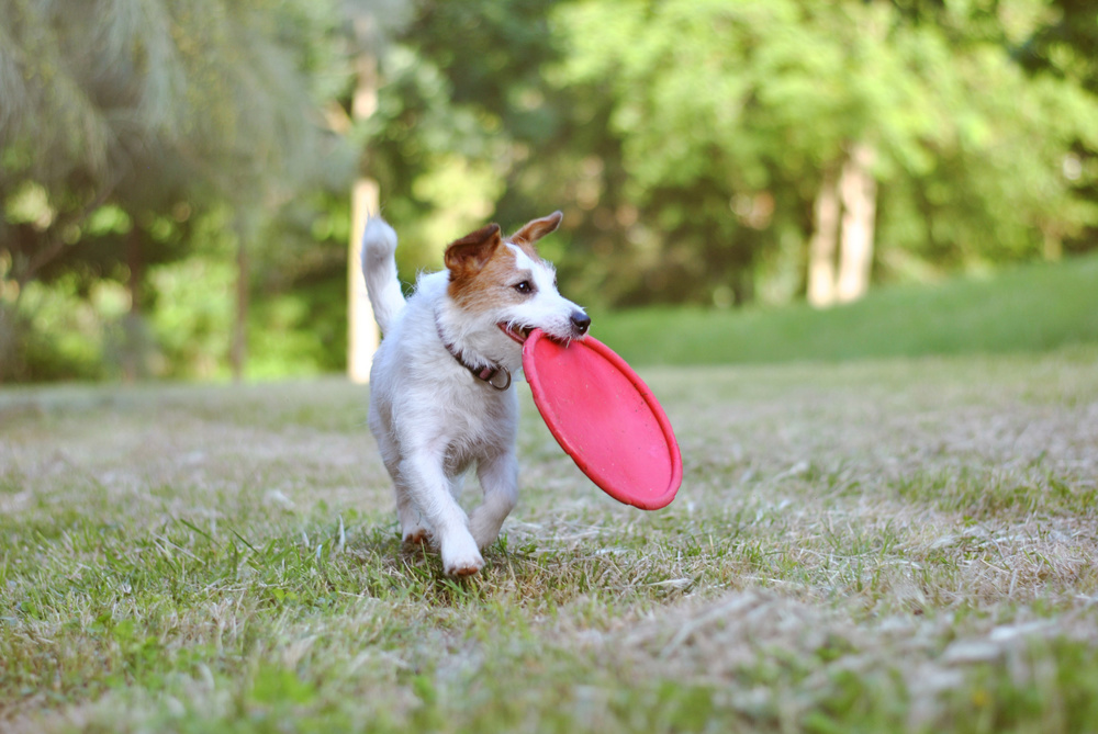 Active Jack Russell dog catching disc frisbee