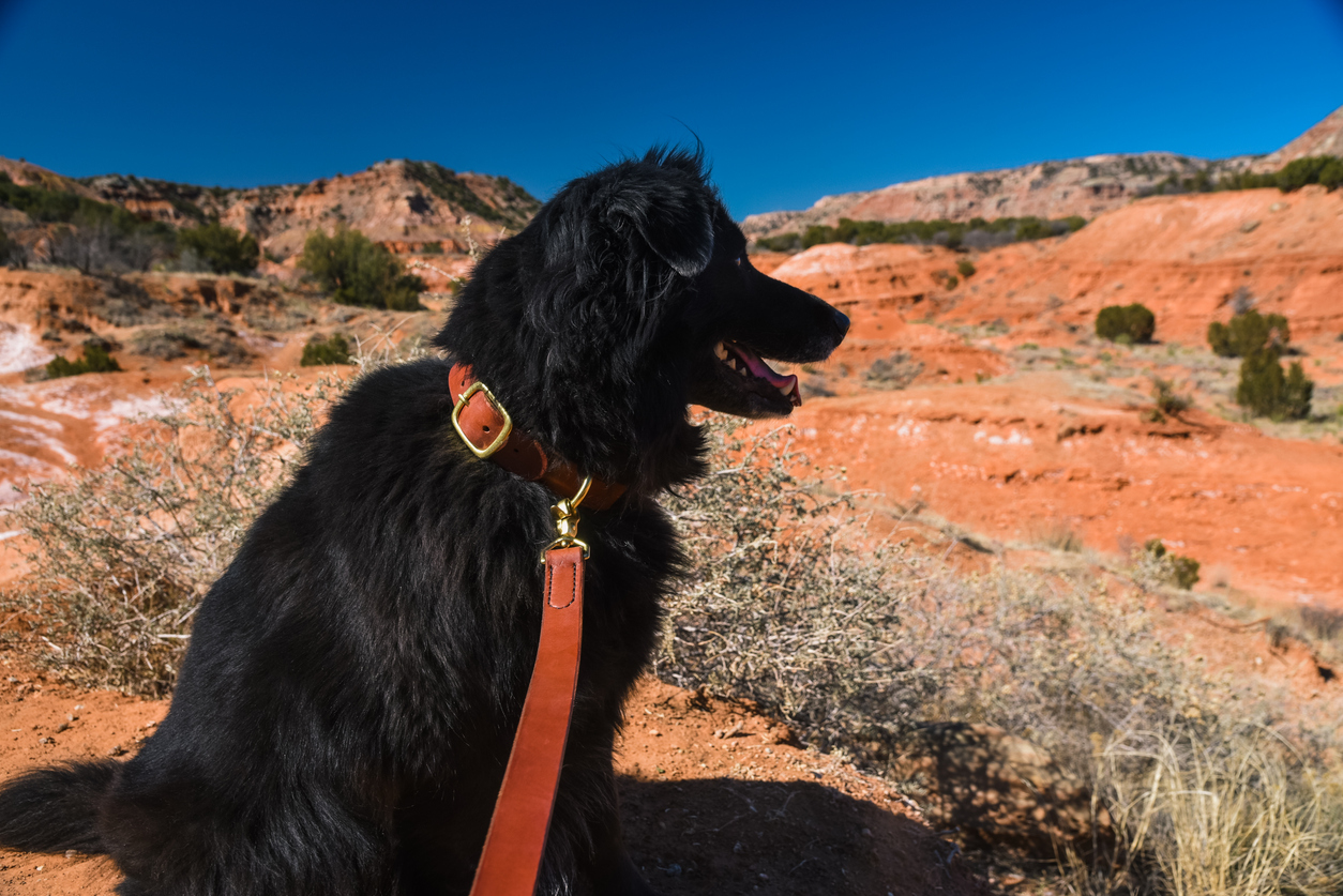 Dog at Palo Duro Canyon in North Texas