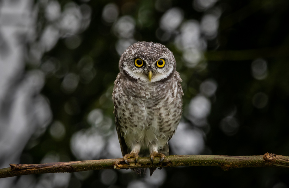 Spotted owlet (Athene brama) on the branch tree Animal portrait