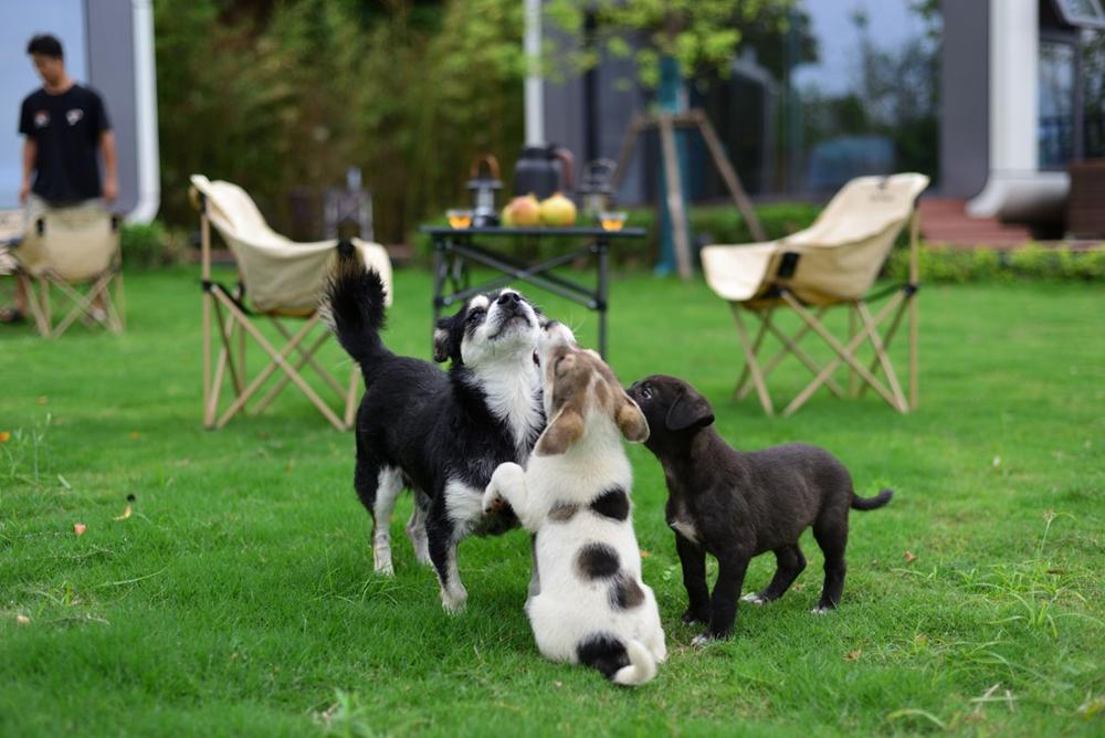 Understanding Your Puppy’s Body Language