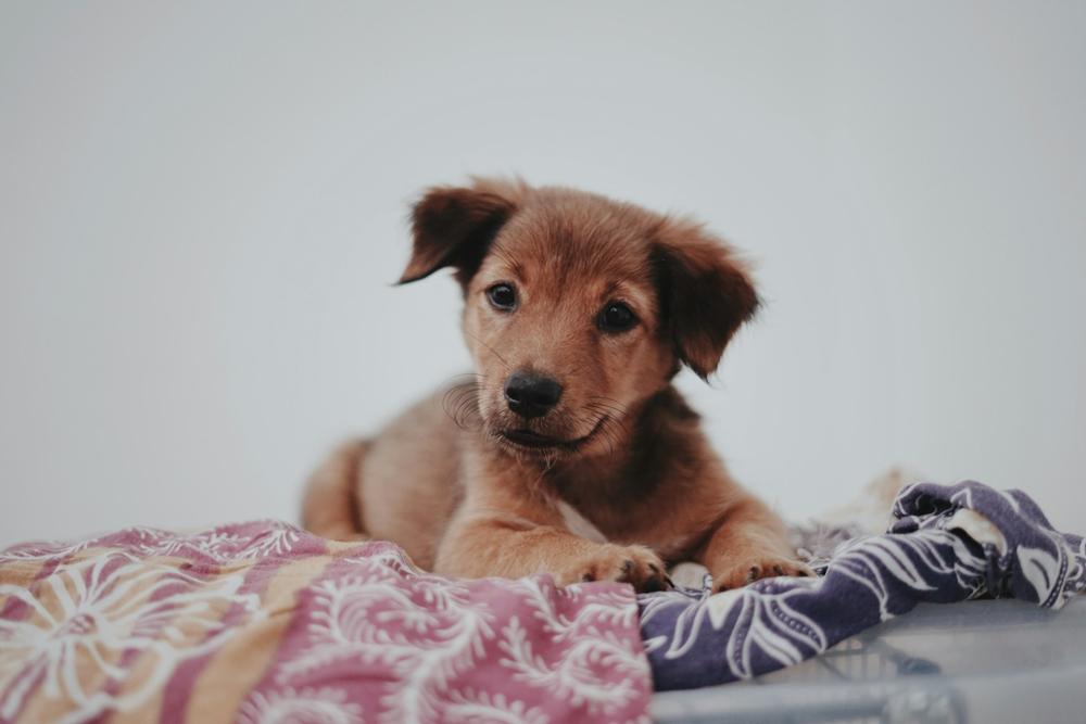 Building Healthy Habits for Your Growing Puppy