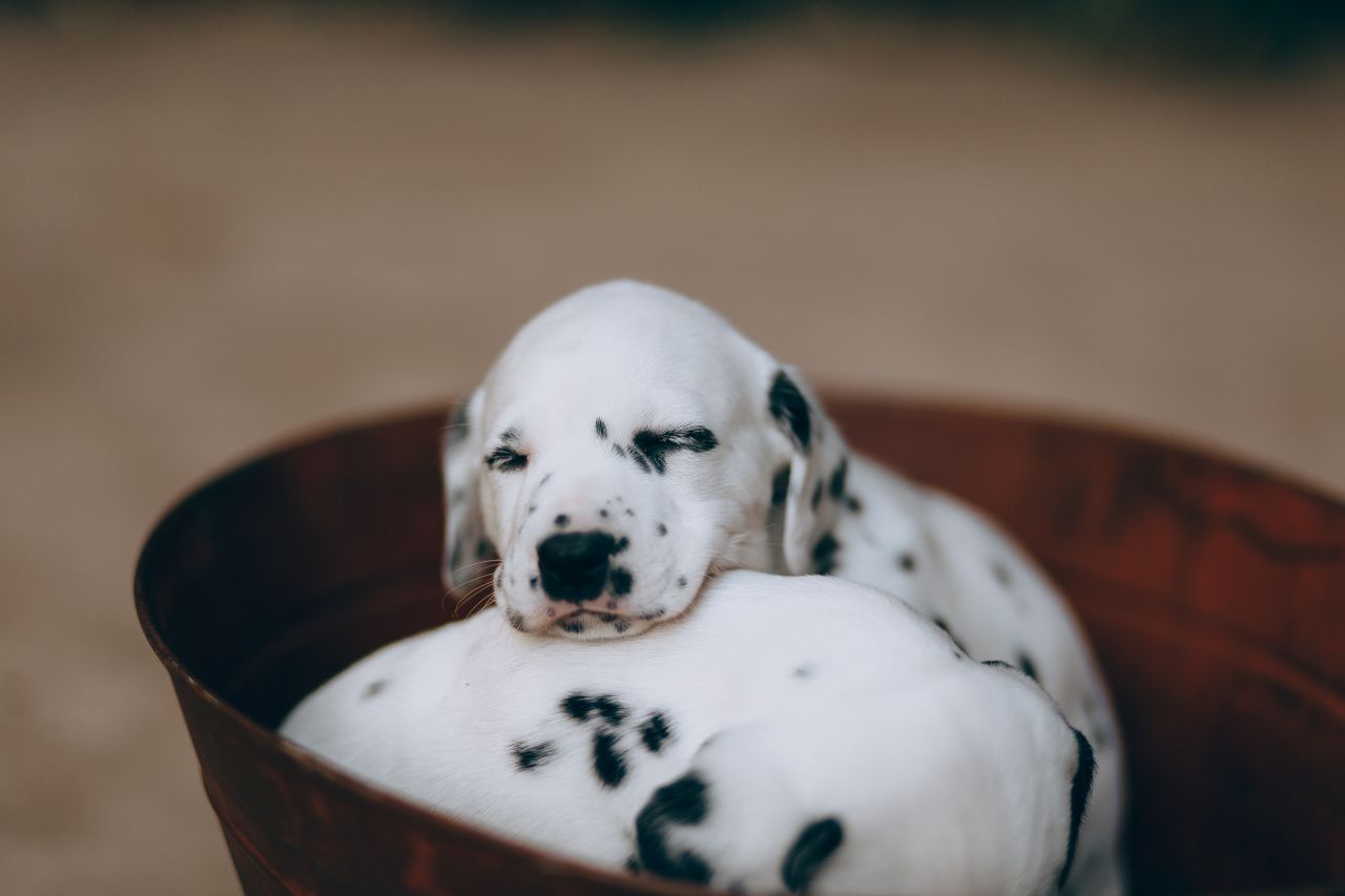 How to Prepare Your Puppy for Its First Night at Home