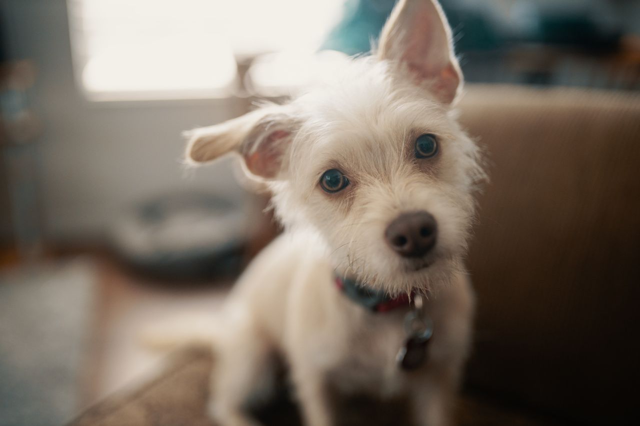 Indoor Activities to Keep Your Puppy Happy and Mentally Stimulated