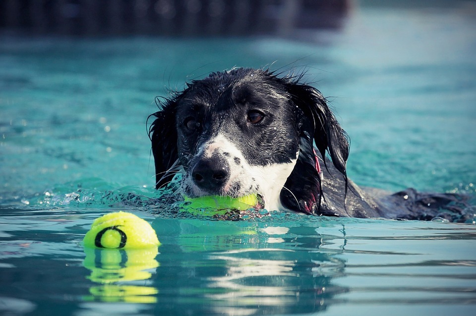 10 Tips to Keep Your Pet Cool In the Summer