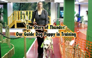 The Story of Thunder: Our Guide Dog Puppy in Training