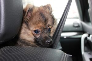 spitz_sobaka_animal_pets_car_safety_belt-624484