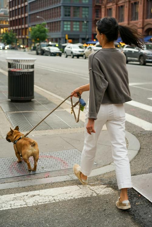 Training Your Puppy to Go on Walks