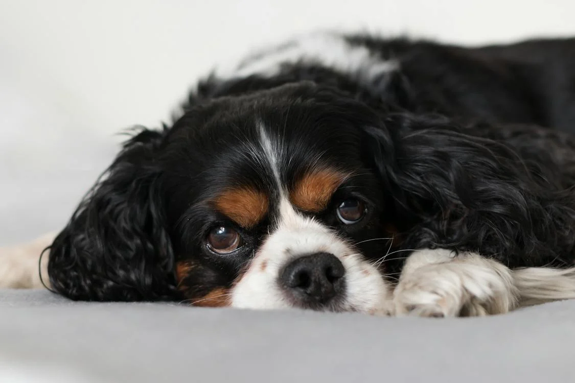 The 7 Most Dangerous Diseases that Your Pet May Suffer