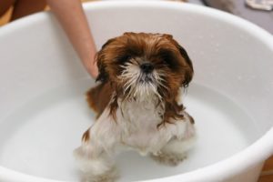 Myths About Dog Baths