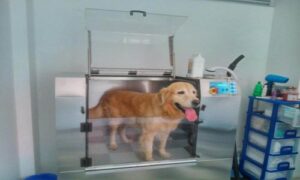 dog washing machine