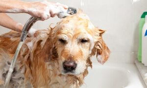 myths about bathing dogs