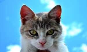 tips for coping with death pet cat