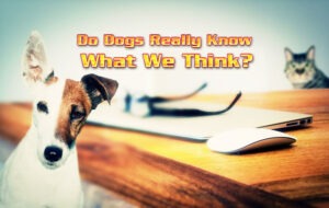 Do Dogs Really Know What We Think?