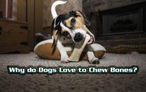 Why do Dogs Love to Chew Bones?