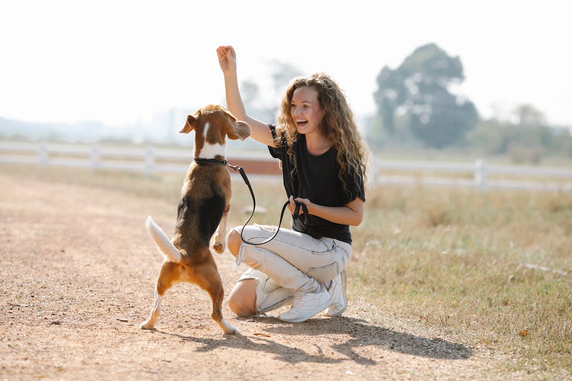 How to Get an Overview of the Type of Dog Training Programs