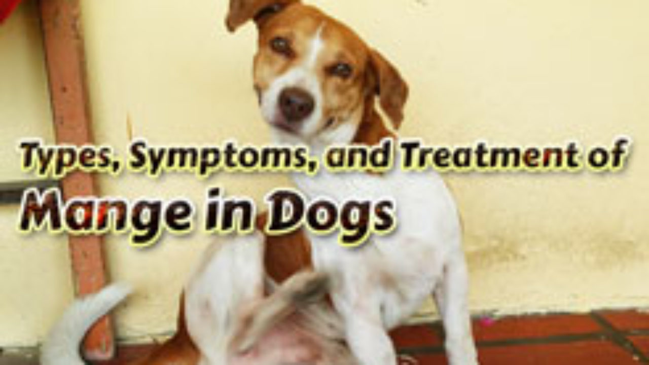 mange ointment for dogs