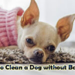 How to Clean a Dog without Bathing