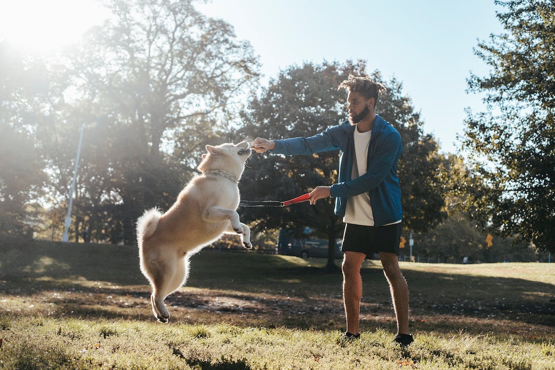 Tips to Teach Your Dog Not to Jump on People
