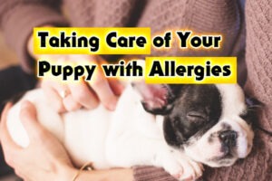 Taking Care of Your Puppy with Allergies