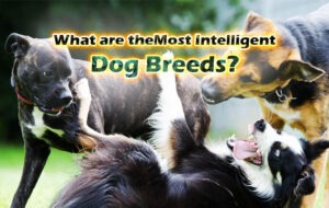 What are theMost Intelligent Dog Breeds?