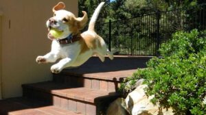 puppy_jumping
