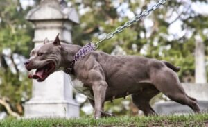 Exercises for pit bull dogs