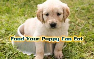 Guide to Potty Training Your Puppy
