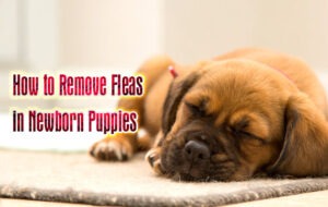 How to Remove Fleas in Newborn Puppies