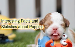 Interesting Facts and Statistics about Puppies