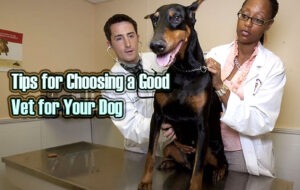 Tips for Choosing a Good Vet for Your Dog