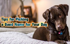 Tips for Picking a Good Name for Your Dog