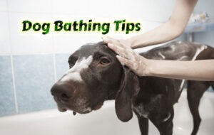 Dog Bathing Tips