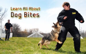 Learn All About Dog Bites