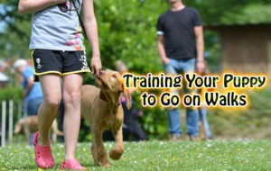 Training Your Puppy to Go on Walks