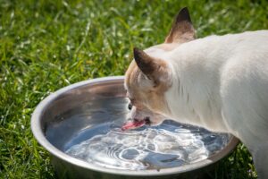 Reasons why your dog has stopped drinking water