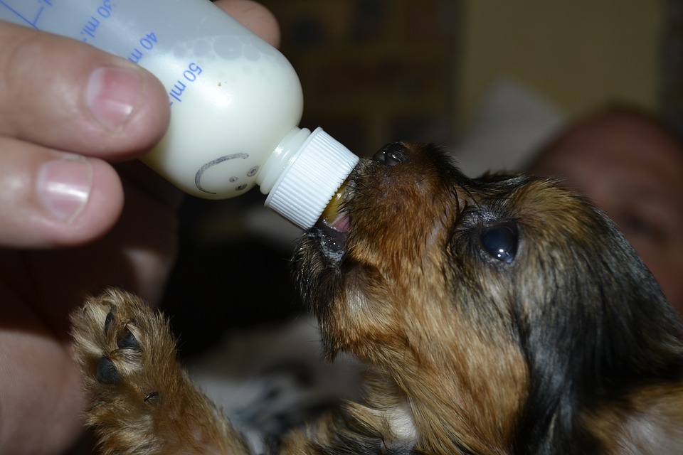 Feeding dogs with milk