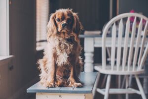 Picking a Potty Training Crate for Your Puppy