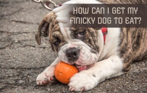 HOW CAN I GET MY FINICKY DOG TO EAT?