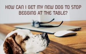 HOW CAN I GET MY NEW DOG TO STOP BEGGING AT THE TABLE?