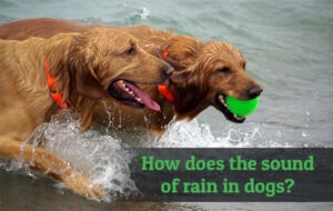 How does the sound of rain in dogs