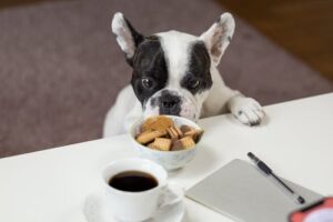 Making your own Puppy Treats