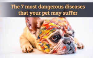 The 7 most dangerous diseases that your pet may suffer