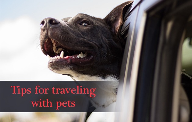 Tips for traveling with pets
