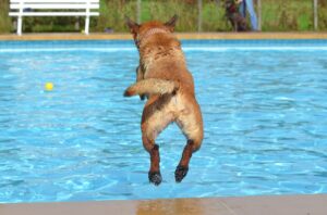 Dog jumping on the pool