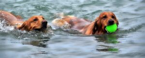 Dogs swimming