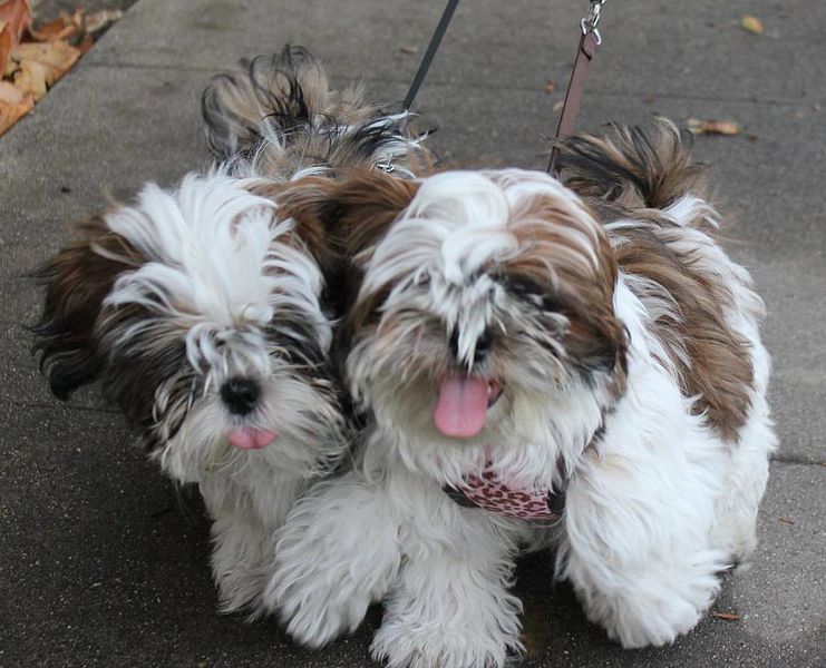 Two red and white haired shih tzu