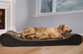 Orthopedic Dog Bed